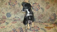Lil Miss, a female Miniature Australian Shepherd and Toy Australian Shepherd for sale in Timpson, TX – 3 of 8