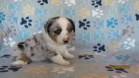 Zoey, a female Pembroke Welsh Corgi and Toy Australian Shepherd for sale in Timpson, TX – 6 of 7