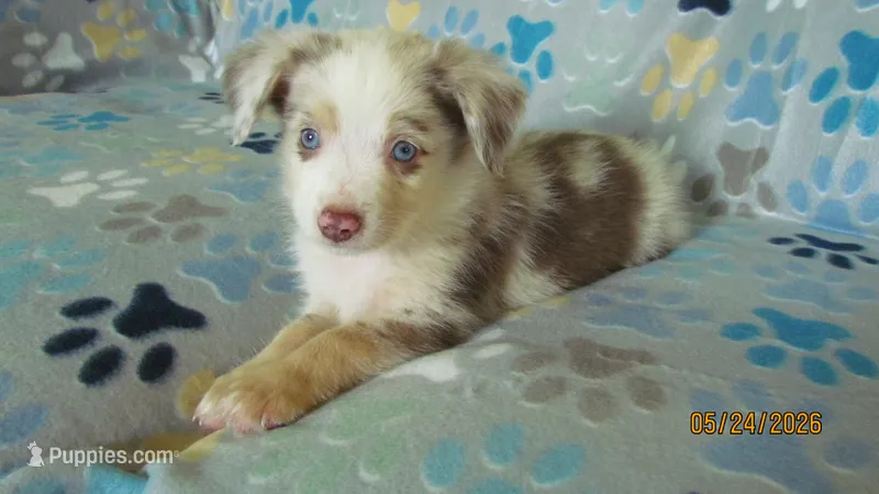 Beau – Miniature Australian Shepherd, Toy Australian Shepherd puppy for sale in Timpson, TX