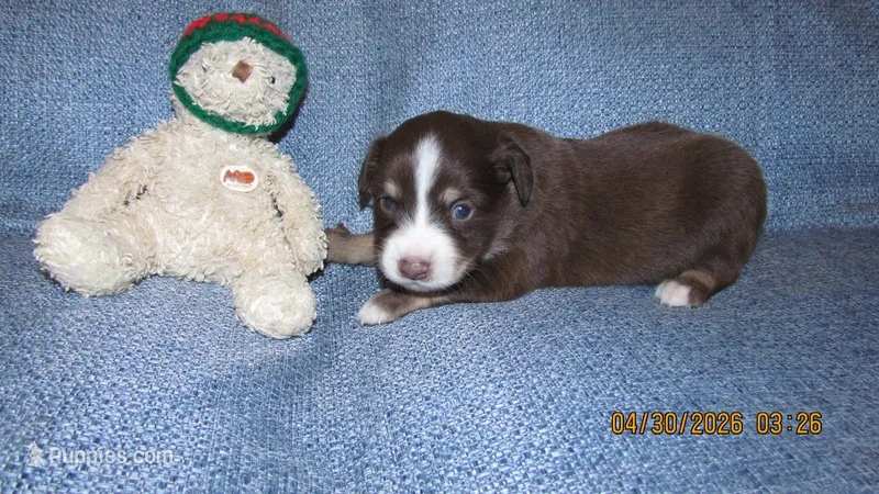 Junior – Miniature Australian Shepherd, Toy Australian Shepherd puppy for sale in Timpson, TX