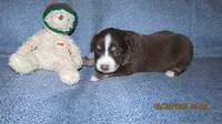 Junior, a male Miniature Australian Shepherd and Toy Australian Shepherd for sale in Timpson, TX – 1 of 3