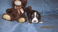 Junior, a male Miniature Australian Shepherd and Toy Australian Shepherd for sale in Timpson, TX – 2 of 3