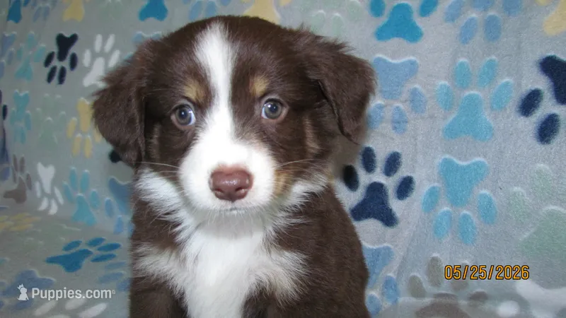 Julie – Miniature Australian Shepherd, Toy Australian Shepherd puppy for sale in Timpson, TX