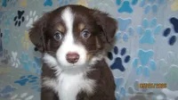 Julie, a male Miniature Australian Shepherd and Toy Australian Shepherd for sale in Timpson, TX – 1 of 9