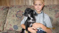 Lil Miss, a female Miniature Australian Shepherd and Toy Australian Shepherd for sale in Timpson, TX – 7 of 8