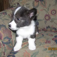 Charlie, a male Pembroke Welsh Corgi for sale in Timpson, TX – Photo 5 of 5