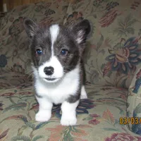 Charlie, a male Pembroke Welsh Corgi for sale in Timpson, TX – Photo 2 of 5