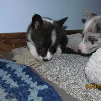 Charlie, a male Pembroke Welsh Corgi for sale in Timpson, TX – Photo 3 of 5