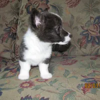 Charlie, a male Pembroke Welsh Corgi for sale in Timpson, TX – Photo 1 of 5