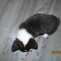 Charlie, a male Pembroke Welsh Corgi for sale in Timpson, TX – Photo 4 of 5