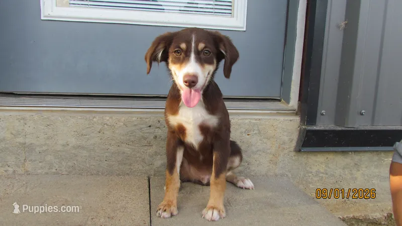 Junior – Miniature Australian Shepherd, Toy Australian Shepherd puppy for sale in Timpson, TX