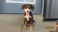 Junior, a male Miniature Australian Shepherd and Toy Australian Shepherd for sale in Timpson, TX – 1 of 6