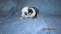 Mr Dave, a male Miniature Australian Shepherd and Toy Australian Shepherd for sale in Timpson, TX – 4 of 4