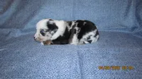 Mr Dave, a male Miniature Australian Shepherd and Toy Australian Shepherd for sale in Timpson, TX – 2 of 4