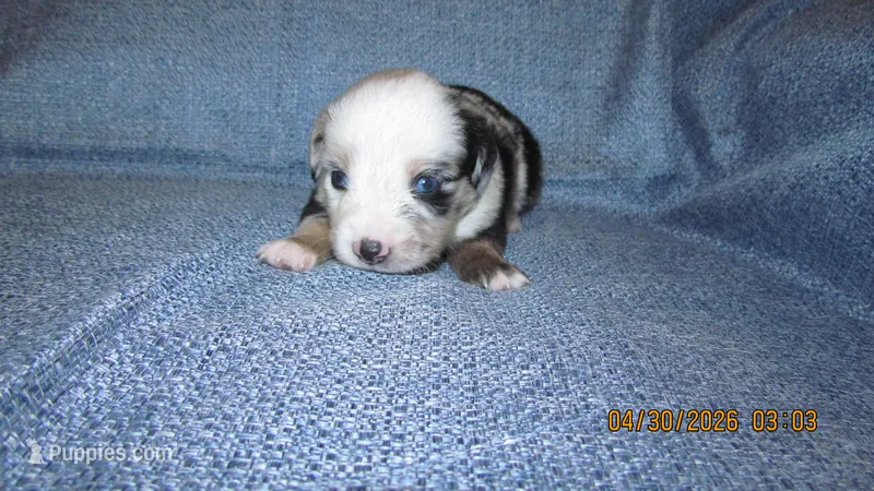 Mr Dave – Miniature Australian Shepherd, Toy Australian Shepherd puppy for sale in Timpson, TX