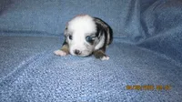 Mr Dave, a male Miniature Australian Shepherd and Toy Australian Shepherd for sale in Timpson, TX – 1 of 4