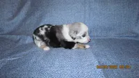 Mr Dave, a male Miniature Australian Shepherd and Toy Australian Shepherd for sale in Timpson, TX – 3 of 4