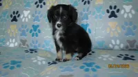 Lil Miss, a male Miniature Australian Shepherd and Toy Australian Shepherd for sale in Timpson, TX – 3 of 8