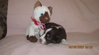 Julie, a male Miniature Australian Shepherd and Toy Australian Shepherd for sale in Timpson, TX – 3 of 4