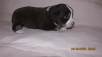 Julie, a male Miniature Australian Shepherd and Toy Australian Shepherd for sale in Timpson, TX – 2 of 4