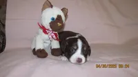 Julie, a male Miniature Australian Shepherd and Toy Australian Shepherd for sale in Timpson, TX – 4 of 4
