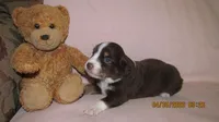 Julie, a male Miniature Australian Shepherd and Toy Australian Shepherd for sale in Timpson, TX – 1 of 4