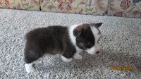 Brindle , a male Pembroke Welsh Corgi for sale in Timpson, TX – 3 of 6