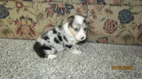 Sadie, a female Pembroke Welsh Corgi for sale in Timpson, TX – 5 of 6