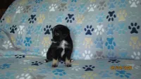 Lil Miss, a male Miniature Australian Shepherd and Toy Australian Shepherd for sale in Timpson, TX – 5 of 8
