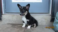Charlie , a male Pembroke Welsh Corgi and Toy Australian Shepherd for sale in Timpson, TX – 2 of 6