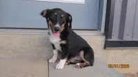 Charlie , a male Pembroke Welsh Corgi and Toy Australian Shepherd for sale in Timpson, TX – 7 of 8