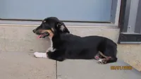 Charlie , a male Pembroke Welsh Corgi and Toy Australian Shepherd for sale in Timpson, TX – 2 of 8