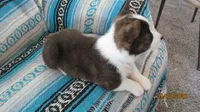 Brindle , a male Pembroke Welsh Corgi for sale in Timpson, TX – 2 of 8