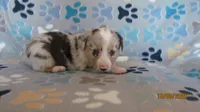 Prince, a male Pembroke Welsh Corgi and Toy Australian Shepherd for sale in Timpson, TX – 5 of 5