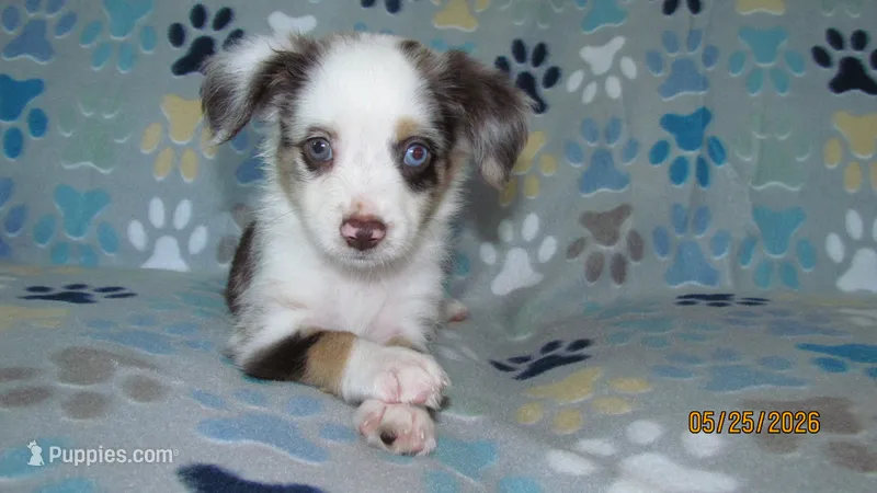 Grant – Miniature Australian Shepherd, Toy Australian Shepherd puppy for sale in Timpson, TX