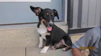 Charlie , a male Pembroke Welsh Corgi and Toy Australian Shepherd for sale in Timpson, TX – 6 of 8