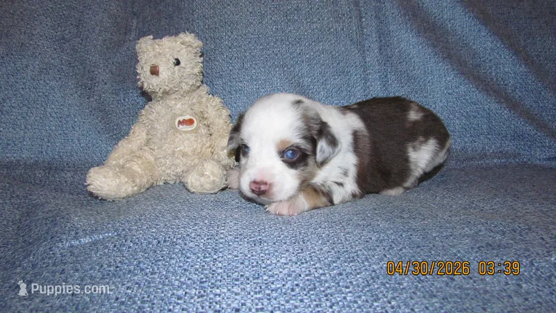 Grant – Miniature Australian Shepherd, Toy Australian Shepherd puppy for sale in Timpson, TX