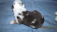 Grant, a male Miniature Australian Shepherd and Toy Australian Shepherd for sale in Timpson, TX – 4 of 5