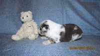Grant, a male Miniature Australian Shepherd and Toy Australian Shepherd for sale in Timpson, TX – 3 of 5
