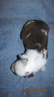 Grant, a male Miniature Australian Shepherd and Toy Australian Shepherd for sale in Timpson, TX – 5 of 5