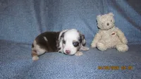 Grant, a male Miniature Australian Shepherd and Toy Australian Shepherd for sale in Timpson, TX – 2 of 5