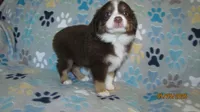 Julie, a male Miniature Australian Shepherd and Toy Australian Shepherd for sale in Timpson, TX – 7 of 9