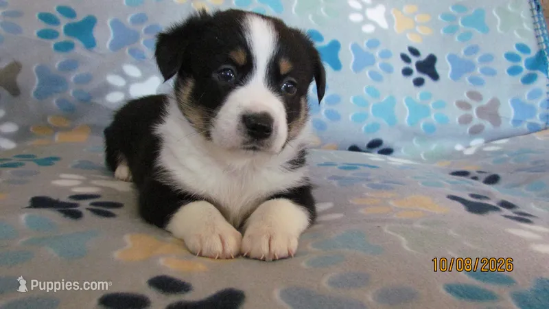 Zac – Pembroke Welsh Corgi, Toy Australian Shepherd puppy for sale in Timpson, TX