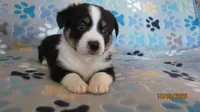 Zac, a male Pembroke Welsh Corgi and Toy Australian Shepherd for sale in Timpson, TX – 1 of 6