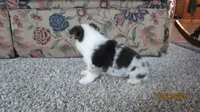 Sadie, a female Pembroke Welsh Corgi for sale in Timpson, TX – 4 of 6