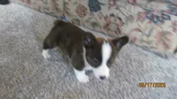 Brindle , a male Pembroke Welsh Corgi for sale in Timpson, TX – 3 of 8