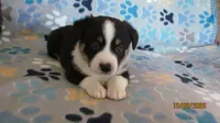 Zac, a male Pembroke Welsh Corgi and Toy Australian Shepherd for sale in Timpson, TX – 2 of 6
