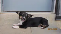 Charlie , a male Pembroke Welsh Corgi and Toy Australian Shepherd for sale in Timpson, TX – 3 of 8