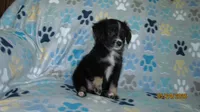 Lil Miss, a male Miniature Australian Shepherd and Toy Australian Shepherd for sale in Timpson, TX – 7 of 8