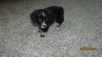 Lil Miss, a male Miniature Australian Shepherd and Toy Australian Shepherd for sale in Timpson, TX – 8 of 8